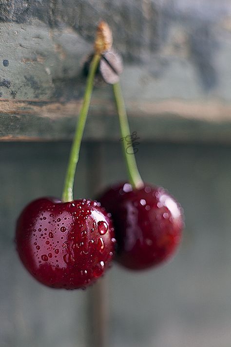 Cherries | by Emoke Szabo Fruits Photos, 강아지 그림, Fruit Photography, Beautiful Fruits, Red Fruit, Water Droplets, Fruit Art, Fruit And Veg, Red Aesthetic