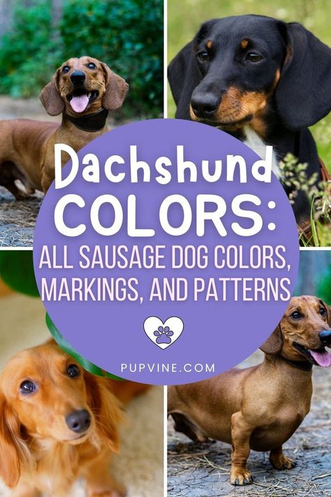 Dachshund Facts, Piebald Dachshund, Dachshund Colors, Sausage Dog Puppy, Dachshund Breed, Dachshund Pattern, Dog Breeds Medium, Sausage Dogs, Weenie Dogs