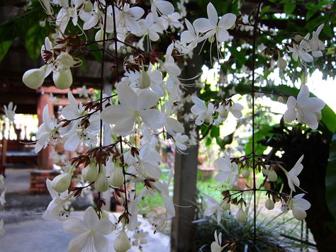 Clerodendrum wallichii Clerodendrum Wallichii, Nature Core, Insect Hotel, Backyard Inspo, Landscaping Plants, Tropical Garden, Diy Ideas, Landscaping, Table Decorations