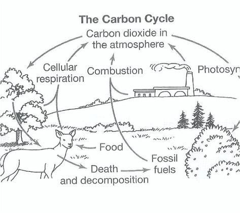 Blank Carbon Cycle Diagram Worksheets Carbon Dioxide Oxygen Cycle, Carbon Dioxide Cycle, Cycles In Nature, Nature Worksheet, Plant Life Cycle Worksheet, The Carbon Cycle, Water Cycle Diagram, Water Cycle Worksheet, Complex Sentences Worksheets