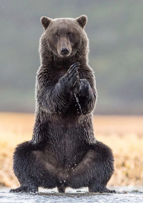 Giant grizzly bear stands out as it practices some yoga in Alaska. Excited Animals, Animal Quiz, Wild Animals Photography, Animal Printables, Pets Drawing, Yoga Positions, Bear Photos, Cuddly Animals, Bear Pictures