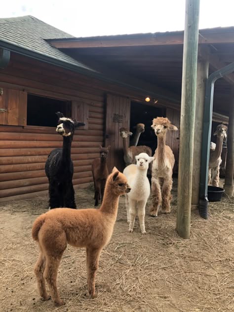 Alpaca Farm Photoshoot, Alpaca Farm Aesthetic, Petting Zoo Farm Aesthetic, Alpaca House, Country Lifestyle Farm Life, Alpaca Aesthetic, Llama Farm, Spring Porch Decor, Farm Day