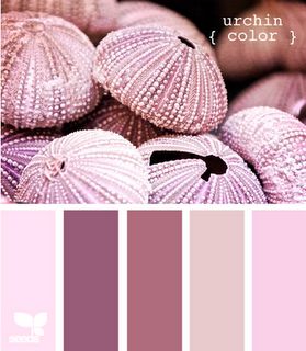 Urchin Onion Pink, Seeds Color, Sea Colour, Design Seeds, Colour Board, Pink Colour, Color Swatch, Color Stories, Colour Schemes