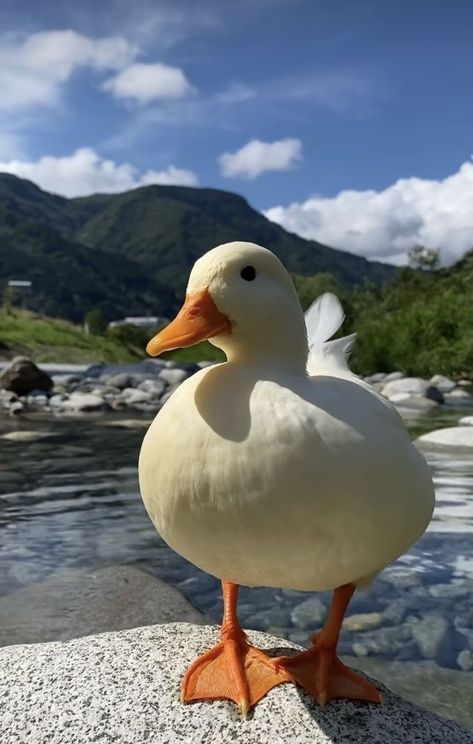 Caring for Duck Companions: A Complete Guide for New Owners | Duck Aesthetic Raising Ducks For Beginners, Ducks For Beginners, Call Ducks, Duck Care, Duck Pens, Types Of Ducks, Pet Duck, Duck Farm, Duck Breeds