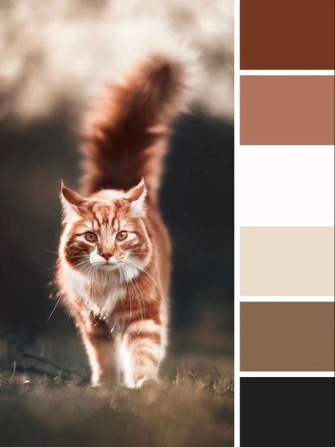 Animal Color Pallete, Animal Colour Palette, Cat Color Pallete, Warrior Color Palette, Cat Colour Palette, Calico Cat Color Palette, Animal Color Palette, Cat Color Palette, Cartoon Color Palette