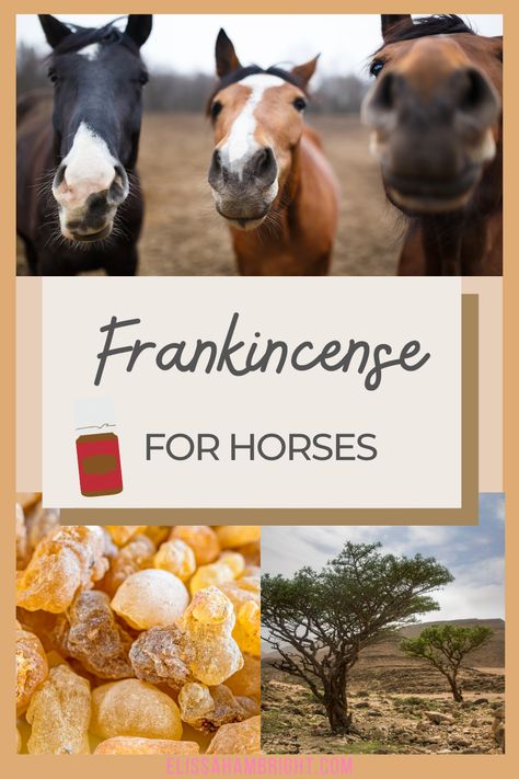 Frankincense has been used for centuries for a variety of purposes, from aromatherapy to religious ceremonies. It has a number of benefits for horses, including natural horse care and calming their mood and energy levels. Discover the amazing magical properties of frankincense, and why frankincense essential oil is a must have in natural horse care. Head to the blog to learn what frankincense can do for your horse! Essential Oils For Horses, Horse Wound Care, Horse Healing, Castor Oil Packs, Doterra Oils Recipes, Healthy Horses, Essential Oil Safety, Diy Essential Oil Recipes, Essential Oil Remedy