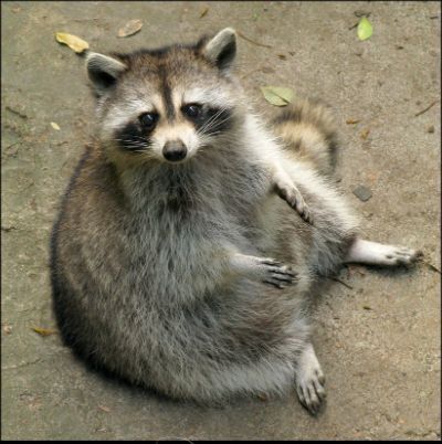 Screen Shot 2015-01-28 at 11.48.42 AM Fat Raccoon, Rocky Raccoon, Trash Pandas, Pet Raccoon, Cute Raccoon, Raccoon Funny, Trash Panda, Racoon, Cute Creatures