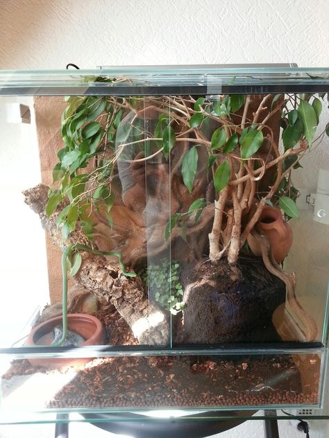 Subtropical Vivarium for Opheodrys aestivus with self-made tree stump as backdrop. Still some plants and caves missing in this pic. Rough Green Snake Enclosure. DIY Vivarium Rough Green Snake Enclosure, Diy Vivarium, Rough Green Snake, Python Enclosure, Tree Drawing For Kids, Ball Python Pet, Family Tree Activity, Tree Wallpaper Bedroom, Trees Drawing Tutorial