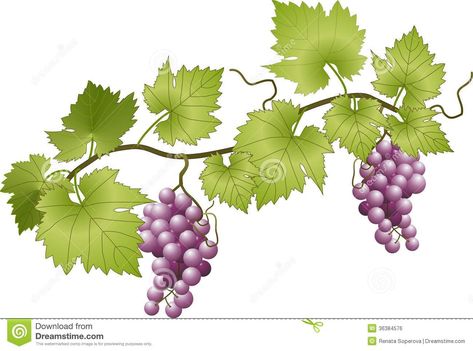 Grapevine Murals | Vector illustration of grapevine, grapes and leaves. Grapevine Drawing, Grapes Vine Drawing, Grape Vine Drawing Simple, Grape Vines Art, Grape Vine Art, Grapes Illustration, Grape Vine Illustration, Grape Wallpaper, Grape Drawing