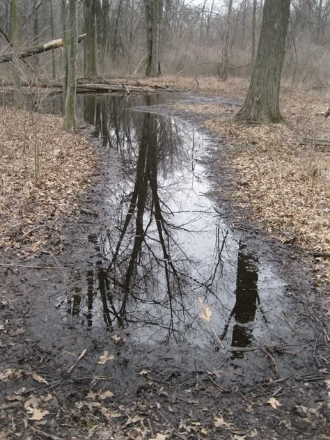 Muddy Aesthetic, Mushroom Animation, Mud Aesthetic, Animatic Reference, Mud Puddle, Roman Candle, Misty Forest, Weird Dreams, Rural Landscape