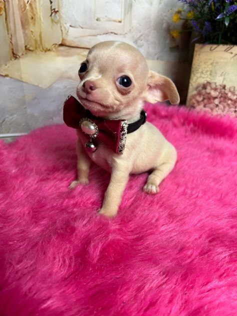 Teacup Chihuahua Puppies For Sale Toy Chihuahua Tea Cups, Teacup Chihuahua Puppies For Sale Near Me, Chihuahua Puppies For Sale Near Me, Teacup Puppies For Sale Near Me, Micro Chihuahua, Chihuahua Mini Toy, Teacup Puppy Breeds, Deer Chihuahua, Cute Chihuahua Puppies