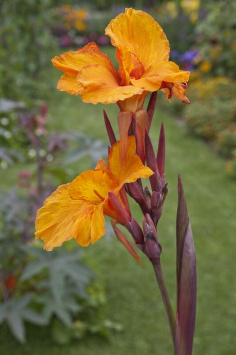 "En Avant" Canna Lily Flowers and Stem | ClipPix ETC: Educational Photos for Students and Teachers Boarder Plants, Canna Flower, Biennial Plants, Canna Lily, Banana Plants, Lily Plants, Lily Flowers, Perennial Herbs, Garden Bulbs