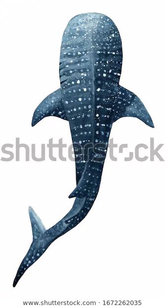 Wale Sharks Drawing, Whale Shark Design, Whale Shark Anatomy, Whale Shark Tattoo Color, Whale Shark Watercolor, Whale Shark Outline, Whale Shark Illustration, Shark Illustration Cute, Shark Whale