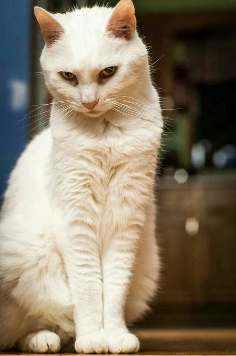 Gorgeous Cats, Cat Pose, Cat Photography, Cat Boarding, White Cats, Domestic Cat, Cat Sitting, Cat Portraits, Cats Meow