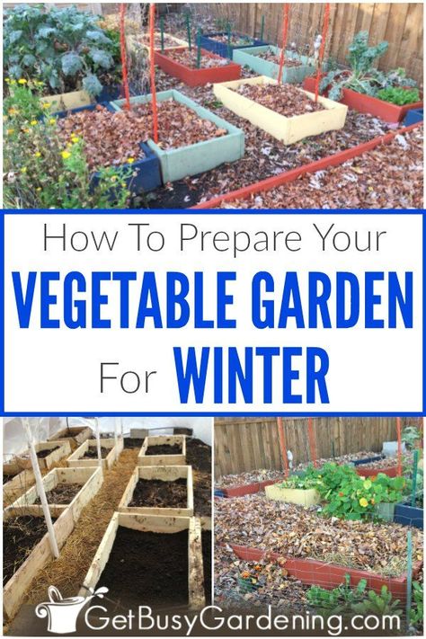 Properly preparing your vegetable garden for winter helps prevent pest and disease issues, and makes a BIG difference in your success for next season. Cleaning plants out of the beds, preparing and amending the soil, and covering it with leaves or mulch are all things to do in the fall. Get the full step-by-step instructions for when and how to winterize your veggie garden. Includes tons of prep tips and ideas for everything you need to get it done before the snow flies. #winterizing #gardening Vegetable Garden Beds, Vegetable Garden Raised Beds, Grow Vegetables, Fall Vegetables, Organic Vegetable Garden, Meteor Garden 2018, Winter Vegetables, Garden Types, Home Vegetable Garden