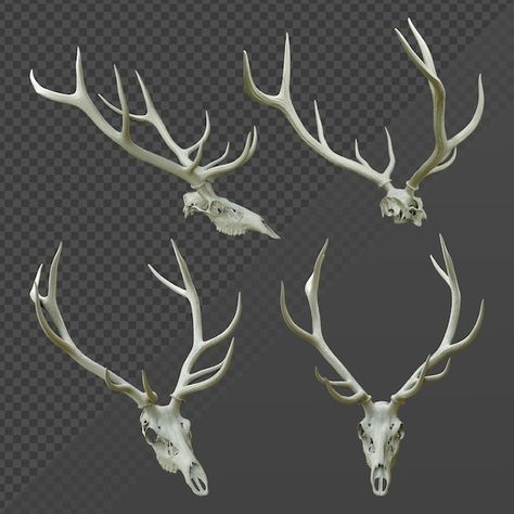 PSD 3d rendering of a mule red deer anim... | Premium Psd #Freepik #psd #animal-skull #deer-hunting #deer-horn #stag Skeleton Perspective, Stag Skull, Head Skeleton, Perspective View, Deer Horns, Deer Animal, Hunting Deer, Deer Horn, Animal Skull