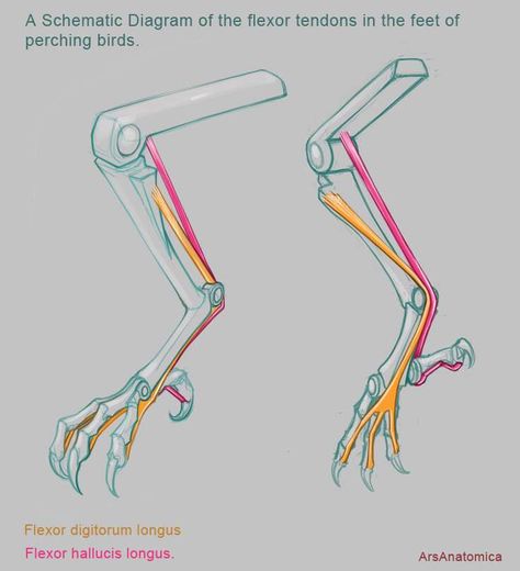 How do birds sleep standing on one leg? Chicken Feet Drawing, Harpy Character, Simple Anatomy, Chicken Anatomy, Wing Anatomy, Creature Anatomy, Bird Anatomy, Natural Illustration, Leg Reference