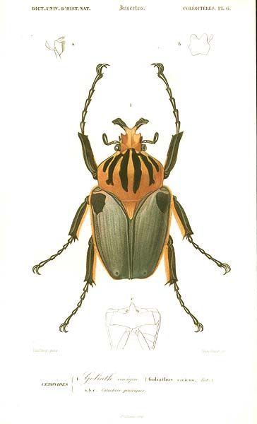 Antique print: picture of Goliath Beetle - Goliath Beetle, Beetle Illustration, Pictures Of Insects, Insect Print, Illustration Botanique, Traditional Artwork, Insect Art, Images Vintage, Scientific Illustration