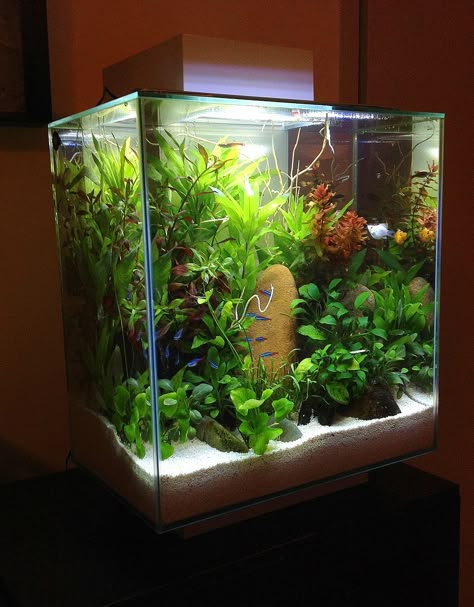 Fluval Edge Cube Aquarium, Aquarium Garden, Neon Tetra, Fish Tank Terrarium, Amazing Aquariums, Fish Tank Design, Tropical Fish Tanks, Fresh Water Fish Tank, Nano Aquarium