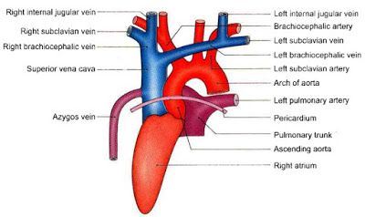 Superior vena cava Arteries And Veins Anatomy Face, Heart Model Anatomy Labeled, Internal Jugular Vein Anatomy, Superior Vena Cava, Ventricular Arrhythmias, Subclavian Artery, Vascular Ultrasound, Circulatory System, Medical Anatomy