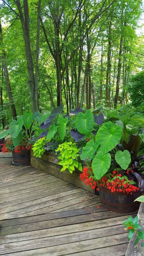 38 Stunning Ideas to Turn Your Boring Garden into a Cool Tropical Garden - 272 Elephant Ears Plants Landscaping Yards, Elephant Ear Garden Landscapes, Elephant Ears Front Yard, Planters With Elephant Ears, Elephant Ear Landscaping Ideas, Canna In Pots, Landscaping With Elephant Ears, Potted Elephant Ears, Elephant Ears Plants In Pots