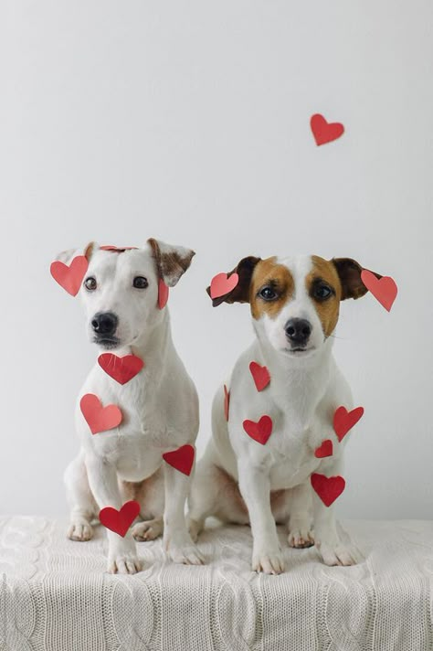 Valentine’s Day is a holiday to show your love to someone special, and your dog certainly should be that special someone. Dog Photoshoot Ideas, Pet Photoshoot, Dog Photo Ideas, Dog Photography Ideas, Dog Photo Shoot, Animal Photoshoot, Dog Valentine, Puppy Photography, Dog Calendar