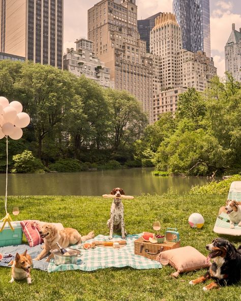 Picnic party 🥖☀️ #graymalin #centralpark #nyc #newyorkcity #germanshorthairedpointer #corgi #bernesemountaindog #goldenretriever #shepherd #picnic #fineart Central Park Picnic, Gray Malin, Beverly Hills Hotel, Framing Photography, Fine Art Photography Print, Picnic Party, Photography Prints Art, Living Room Pictures, Posters And Prints