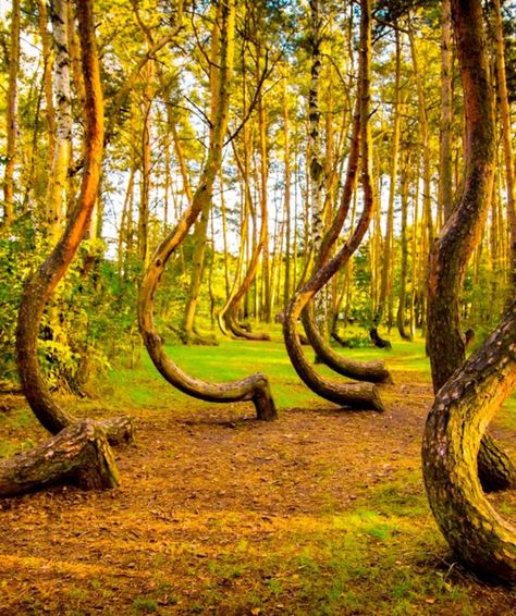 Tectonic Plate Boundaries, Crooked Forest, Crooked Tree, Family Cabin, Plate Tectonics, Ancient Tree, Tall Trees, A Stand, Pine Trees