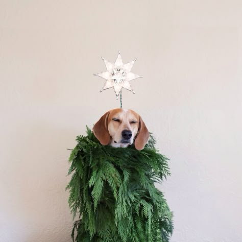 Maddie the Coonhound Standing on Things (Part 4) - My Modern Metropolis Theron Humphrey, Holiday Pet Photos, Photography Concepts, Puppy Fever, Winter Things, Merry Christmas Yall, Nut Cracker, Santa Paws, Pet Holiday