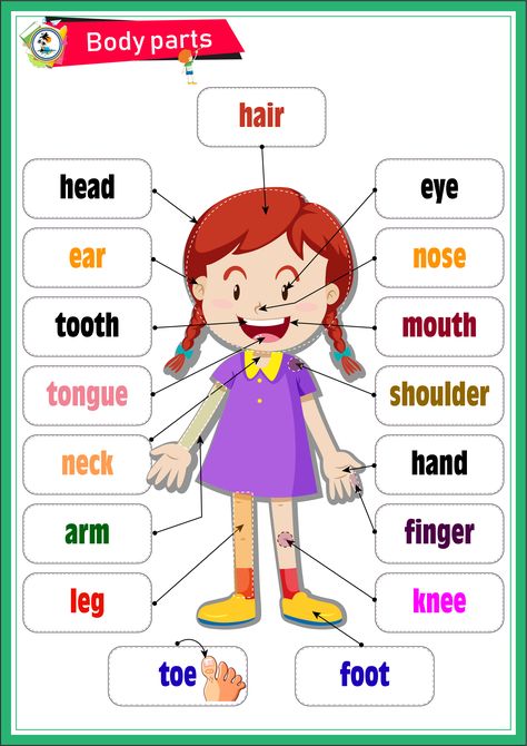 Body Parts Parts Of The Body For Kids, Body Parts Preschool Activities, Body Parts For Kids, Preschool Charts, Body Parts Preschool, Teach English To Kids, Grammar For Kids, English Activities For Kids, Kids Worksheets Preschool