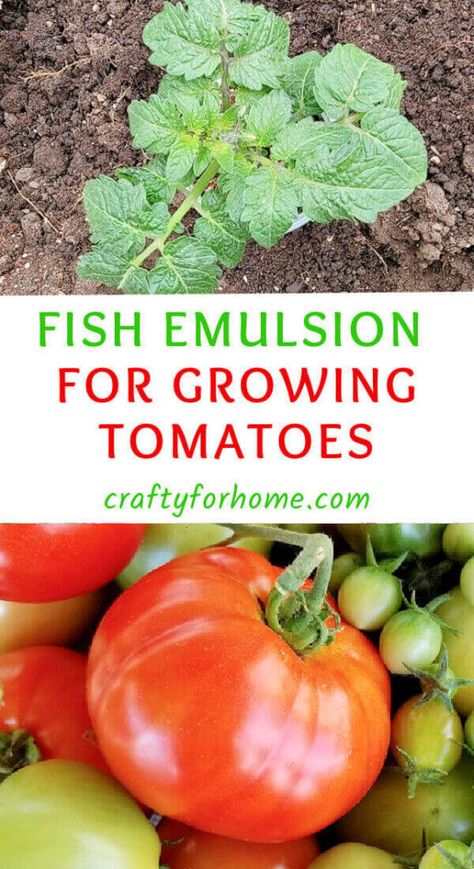 Diy Fertilizer, Tomato Fertilizer, Growing Tomato Plants, Vegetable Plants, Berry Plants, Natural Fertilizer, Plants To Grow, Fertilizer For Plants, Veg Garden