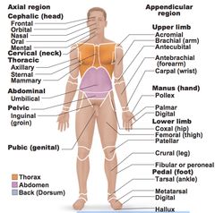 anatomical position Nervous System Anatomy, Anatomy Flashcards, Medical Assistant Student, Anatomy Medical, Medicine Notes, Basic Anatomy And Physiology, Nurse Study Notes, Medical Student Study, Musculoskeletal System