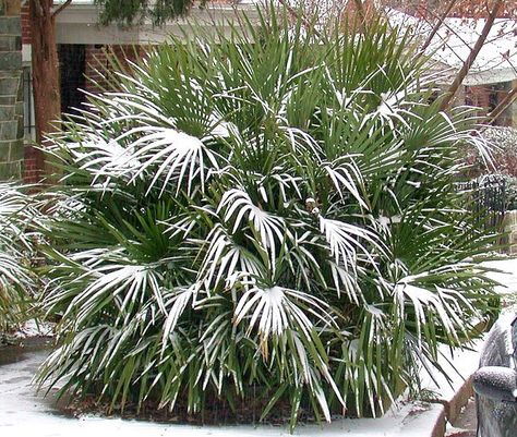 Top 20 Palm Trees That Can Survive Freezing Weather Cold Weather Palm Trees, Livistona Chinensis, Bismarck Palm, Needle Palm, Chinese Fan Palm, Cold Hardy Palm Trees, European Fan Palm, Mexican Fan Palm, Florida Palm Trees