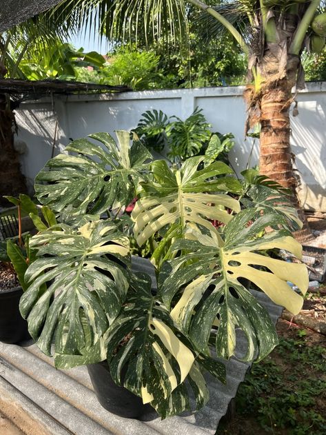 The Essential Guide to Monstera Thai Constellation Care Thai Constellation Monstera Care, Monstera Constellation, Monstera Thai Constellation Care, Thai Monstera, Thai Constellation, Variegated Monstera, Thai Constellation Monstera, Monstera Plants, Monstera Thai Constellation