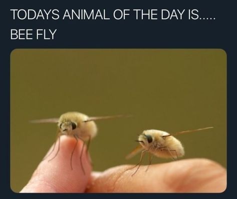 Funny Animals Pictures, Bee Fly, Cute Animal Memes, Animals Pictures, Interesting Animals, Pretty Animals, Funny Lol, Animal Facts, Silly Animals