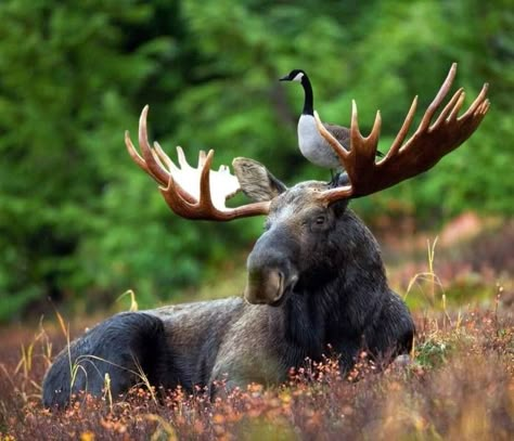 60 Awesome Images to Totally Waste Your Time - Funny Gallery Moose Pictures, Moose Decor, Happy Painting, Animal Heads, Funny Animal Pictures, Inner Strength, Happy Weekend, Animals Friends, Animal Kingdom