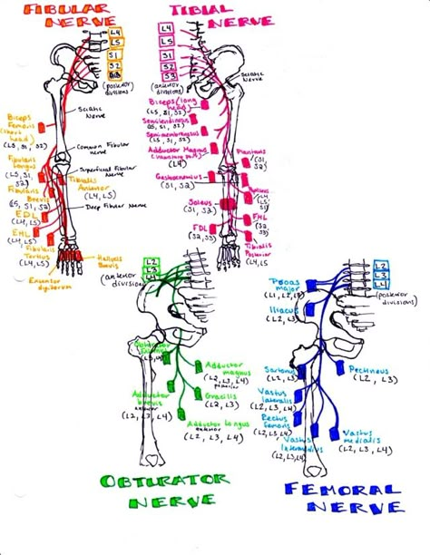 Nerves to the muscles of the legs download all of my anatomy study guides here! Anatomy Medical Notes, Nerve Anatomy, Pt School, Med School Study, Physical Therapy School, Physical Therapy Student, Physical Therapy Assistant, Medicine Notes, Anatomy Medical