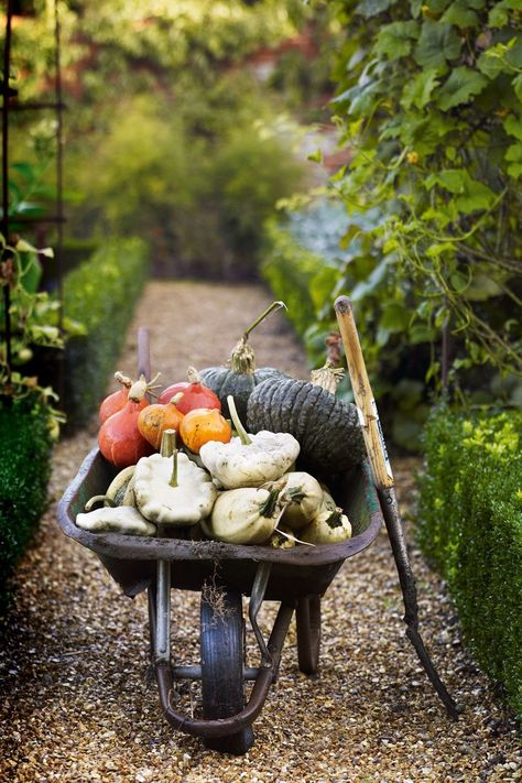 Best Pumpkin Patches, Gardening Trends, Best Pumpkin, Garden Photography, Autumn Garden, Kitchen Garden, Gardening For Beginners, Permaculture, Urban Garden