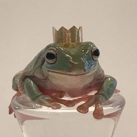 Whites Tree Frog, Pet Frogs, Baby Frog, Frog Wallpaper, Frog Pictures, Cute Reptiles, A Prince, Frog Art, A Frog