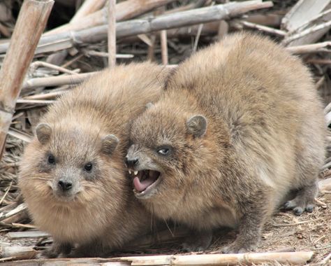 A treasure trove of rock hyrax videos - Boing Boing Hyrax Pfp, Hyrax Animals, Christmas Nativity Scene Display, Rock Hyrax, Nativity Scene Display, Fat Animals, Small Poodle, Silly Images, Silly Animals