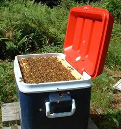 Polystyrene Nucs, Hive modification kit, Modern bee hive gadgets, hives wrapping, bees, bee behavior, beemax, polystyrene hives Bee Equipment, Backyard Beehive, Bee Hive Plans, Backyard Bee, Beekeeping For Beginners, Raising Bees, Worker Bee, Backyard Beekeeping, Honey Bee Hives