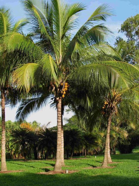 Fruits And Vegetables Pictures, Vegetable Pictures, Plant House, Palm Plant, Rubber Tree, Cocos Nucifera, Coconut Palm, Farm Stay, Tall Trees