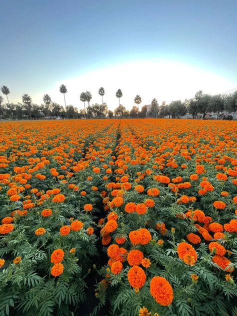 Traditional Flower, Mexican Flowers, Mexican Holiday, Marigold Flower, Flower Field, Dia De Muertos, Day Of The Dead, Flocking, The Dead