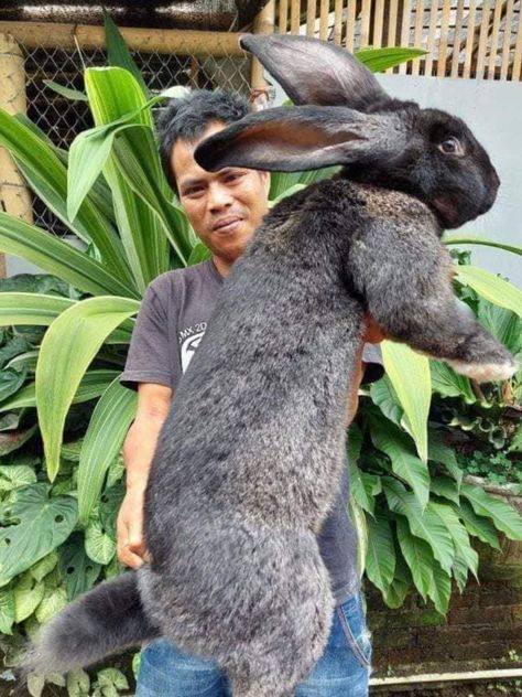 Giant Rabbit Breeds, Flemish Giant Rabbit, Cutest Bunny Ever, Rabbit Farm, Giant Rabbit, Flemish Giant, Pet Bunny Rabbits, Rabbit Breeds, Large Rabbits