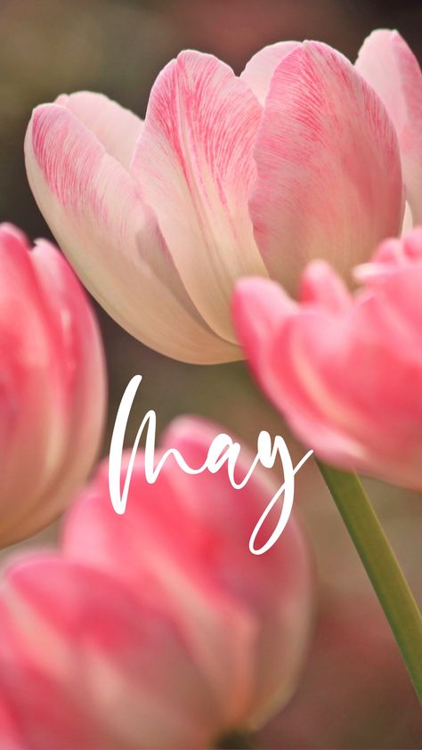 May iPhone Background Wallpaper Tulip Spring May Aesthetic Wallpaper Month, May Phone Background, May Widgets, Hello May Wallpapers, May Aesthetic Month, Quoted Wallpapers, Hello Mai, Months Wallpaper, Slay Wallpapers