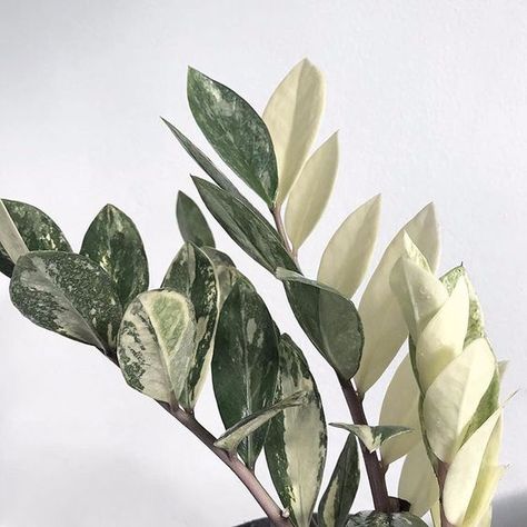 Variegated (& poisonous) ZZ plant care tips at https://www.houseplant411.com/houseplant/how-to-grow-a-zz-plant-zamioculcas-zamiifolia-care-guide Zamia Plant, Zz Plant Care, Plants Wishlist, Zamioculcas Zamiifolia, Plant Goals, Zz Plant, Inside Plants, Variegated Plants, Plant Aesthetic