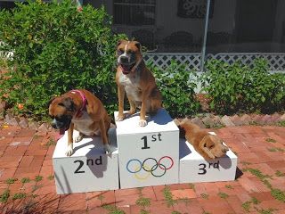 Olympic Podium for the Dog Olympics & Adopt-a-thon Mini Olympics, Diy Olympic Podium, Mini Olympics For Kids, Dog Olympics, Olympic Podium, Olympic Idea, Pet Branding, Pet Resort, Dog Grooming Salons