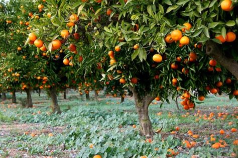 orange | Britannica.com Courtyard Plants, Types Of Oranges, Landscape Design Drawings, Citrus Plant, Valencia Orange, Orange Grove, Portfolio Template Design, Fruits Images, Citrus Trees