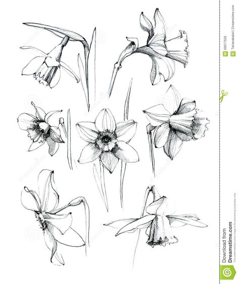 Illustration about Daffodil flowers pattern . Hand drawn sketch ink. Illustration of design, branch, leaf - 69077556 Hur Man Ritar Blommor, Flor Tattoo, Daffodil Flowers, Daffodil Tattoo, Sketch Ink, Narcissus Flower, Daffodil Flower, Flower Sketches, Floral Drawing