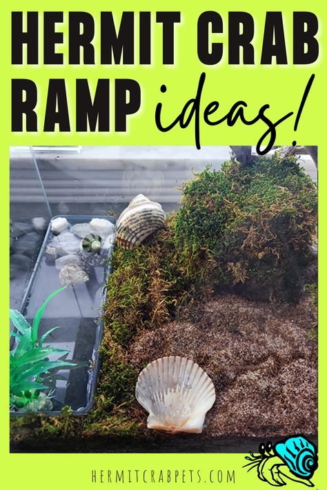 10 gallon hermit crab habitat with a water bowl and DIY ramp 10 Gallon Hermit Crab Tank Ideas, Diy Hermit Crab Habitat, Diy Hermit Crab Habitat Tanks, Small Hermit Crab Habitat, Hermit Crab Tank Ideas, Crabitat Ideas Diy Hermit Crab Habitat, Hermit Crab Habitat Ideas, Cool Hermit Crab Habitat, Ramp Ideas